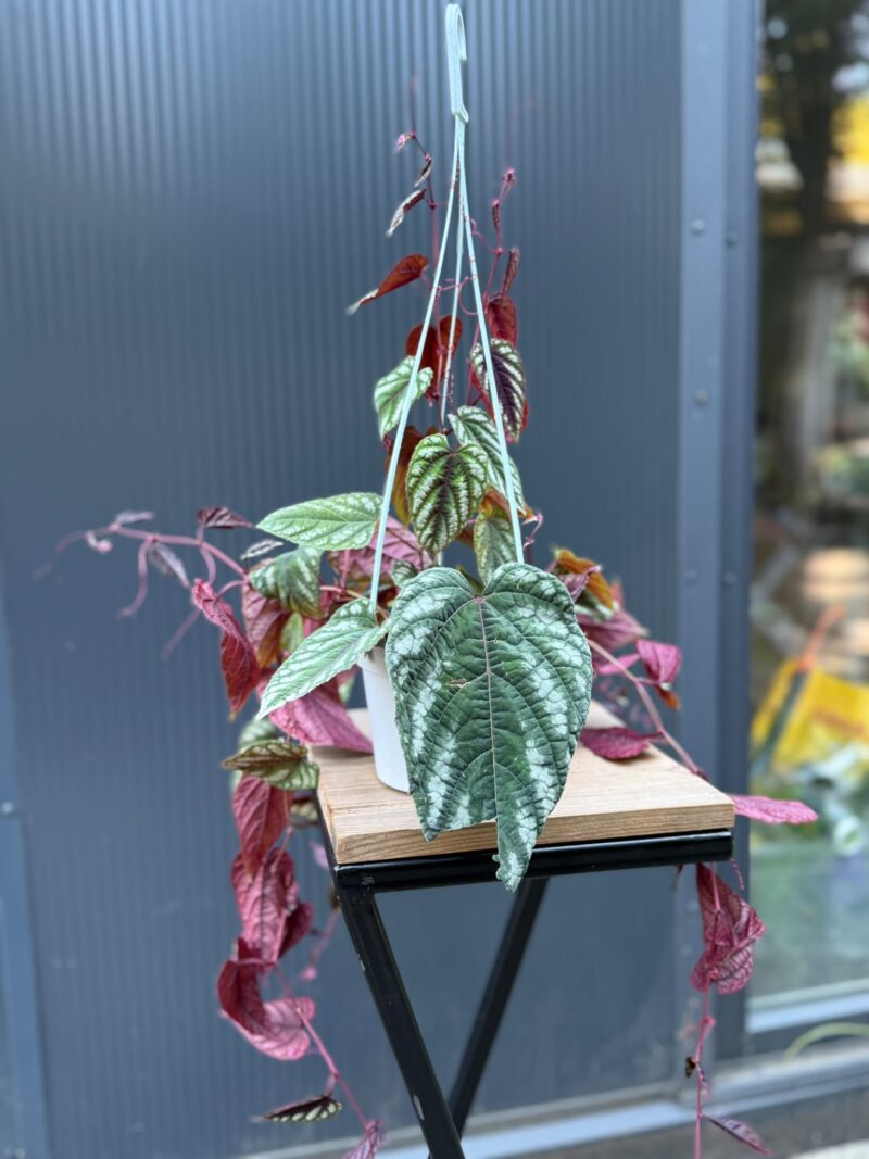 Cissus discolor