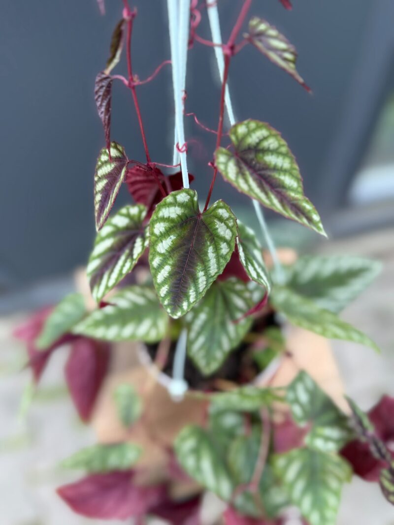 Cissus discolor