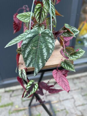 Cissus discolor