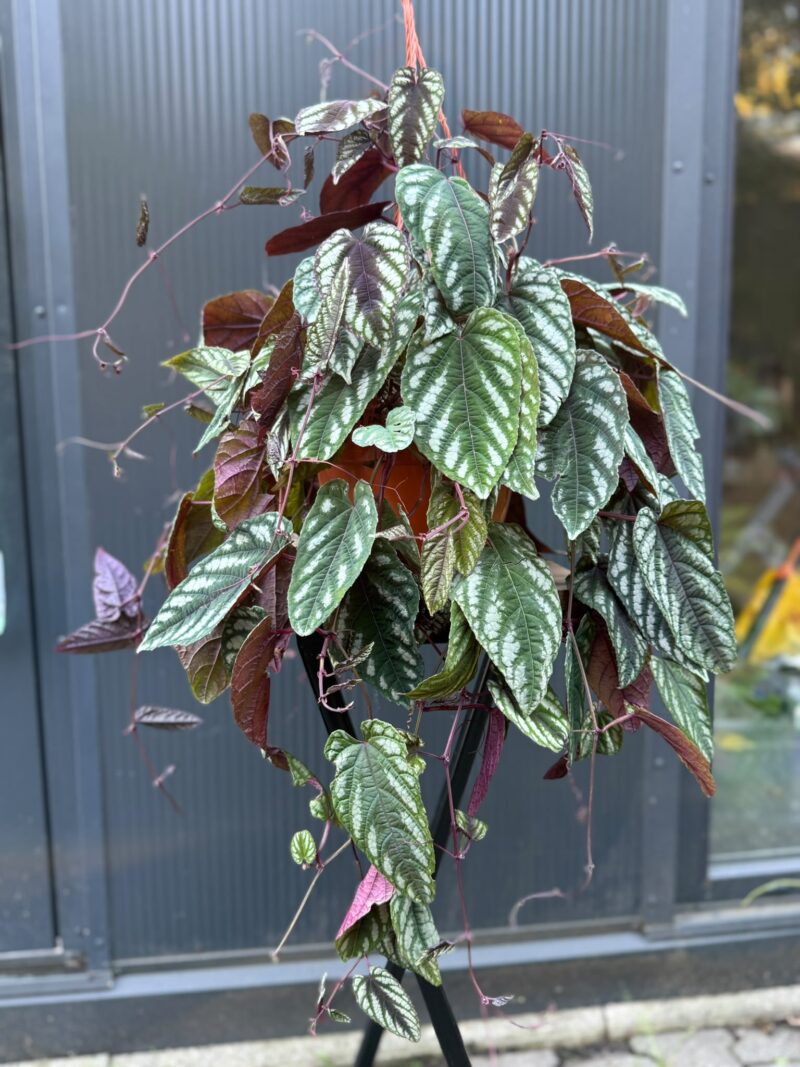 Cissus discolor