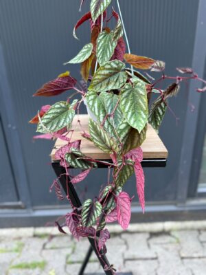 Cissus discolor