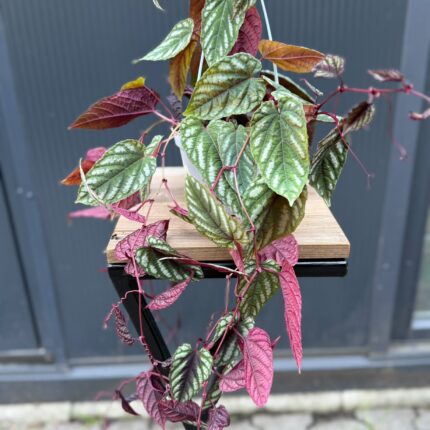 Cissus discolor