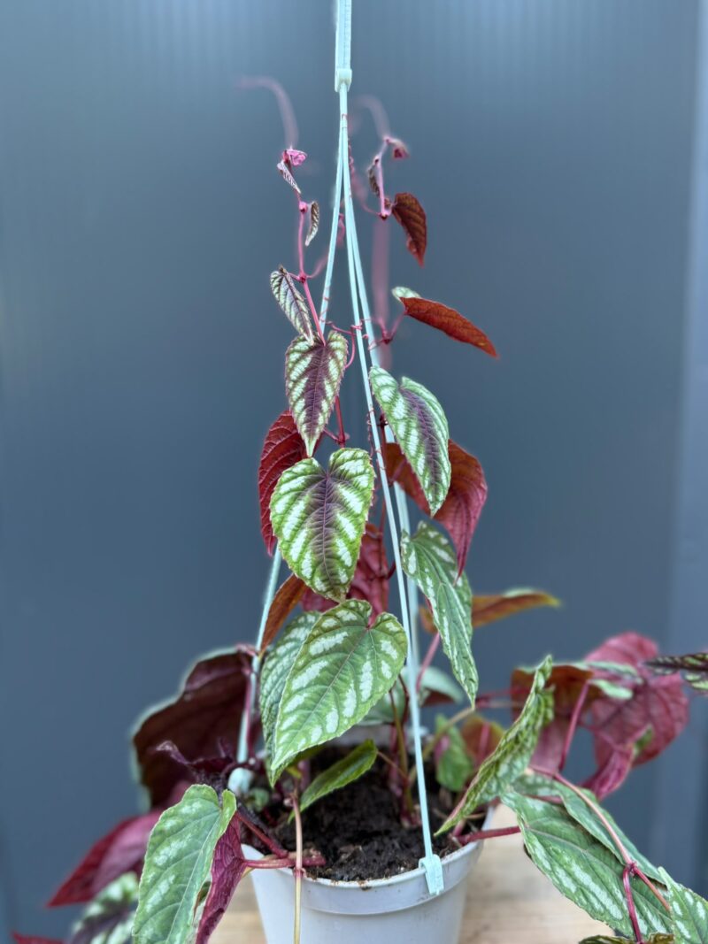 Cissus discolor