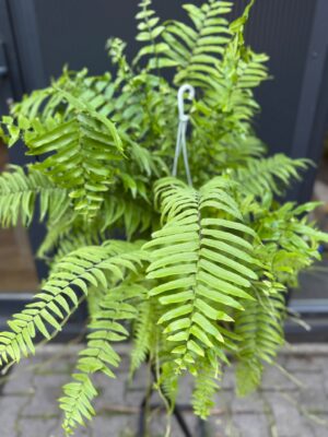 Paproć Macho | Nephrolepis biserrata ‘Macho’