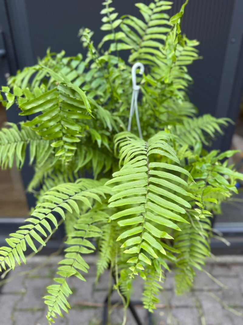 Paproć Macho | Nephrolepis biserrata ‘Macho’