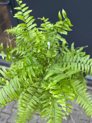 Paproć Macho | Nephrolepis biserrata ‘Macho’