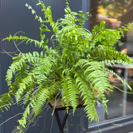 Paproć Macho | Nephrolepis biserrata ‘Macho’