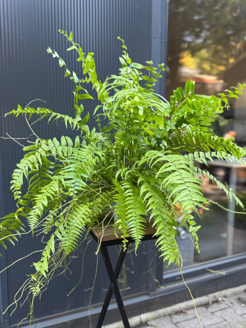 Paproć Macho | Nephrolepis biserrata ‘Macho’ Paproć Macho | Nephrolepis biserrata ‘Macho’