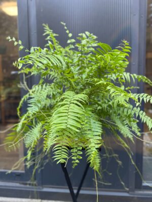 Paproć Macho | Nephrolepis biserrata ‘Macho’