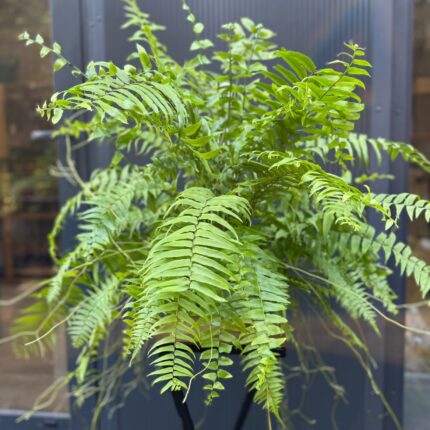 Paproć Macho | Nephrolepis biserrata ‘Macho’