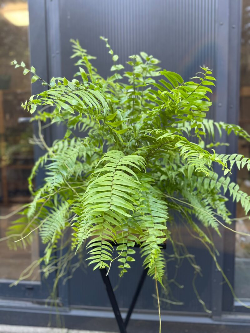 Paproć Macho | Nephrolepis biserrata ‘Macho’