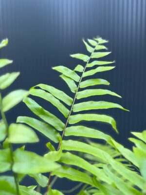 Paproć Macho | Nephrolepis biserrata ‘Macho’