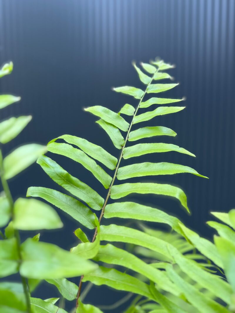 Paproć Macho | Nephrolepis biserrata ‘Macho’