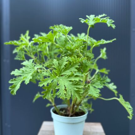 Geranium | Anginka – pachnąca roślina lecznicza | pelargonium graveolens