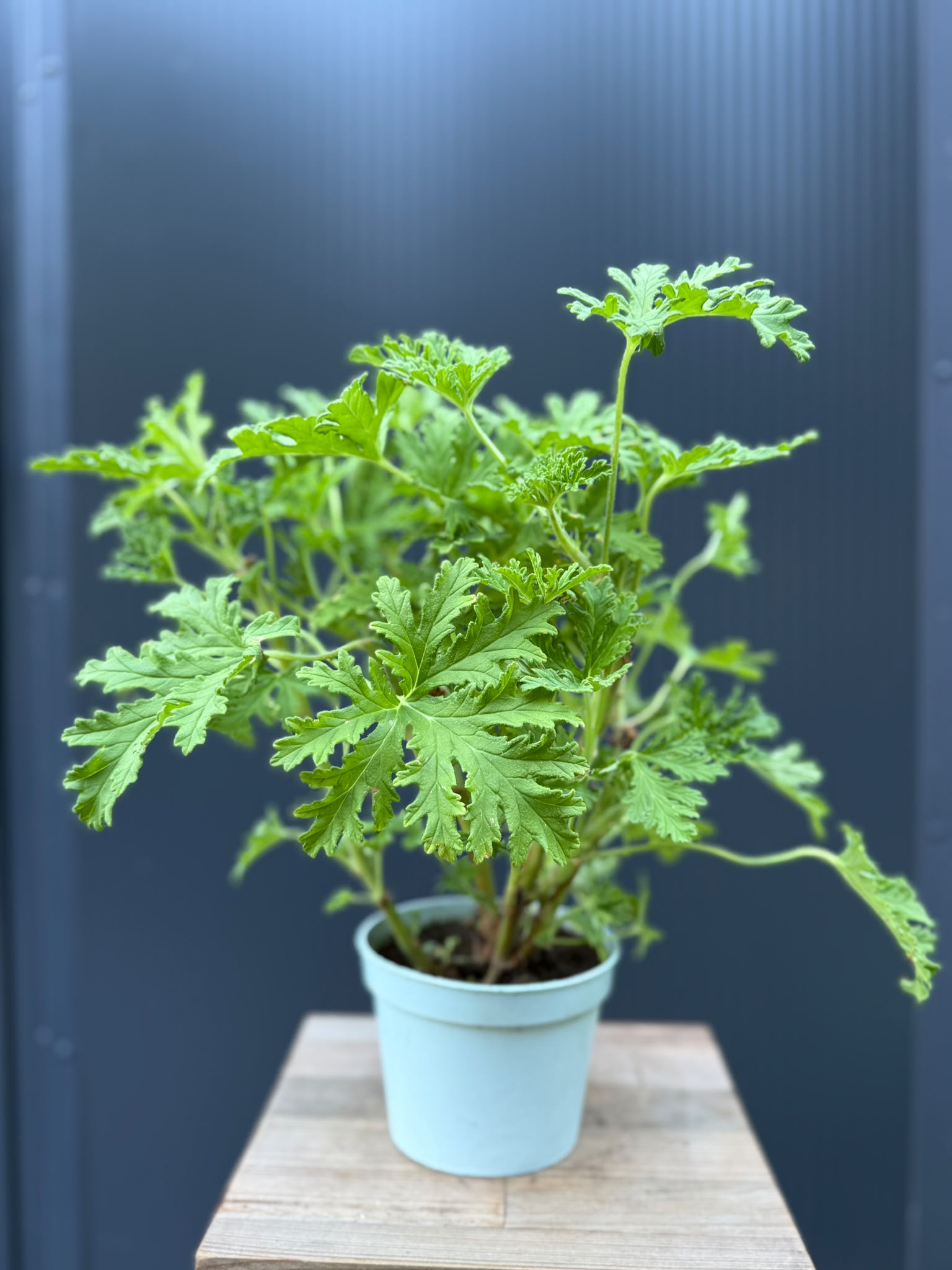 Geranium | Anginka – pachnąca roślina lecznicza | pelargonium graveolens