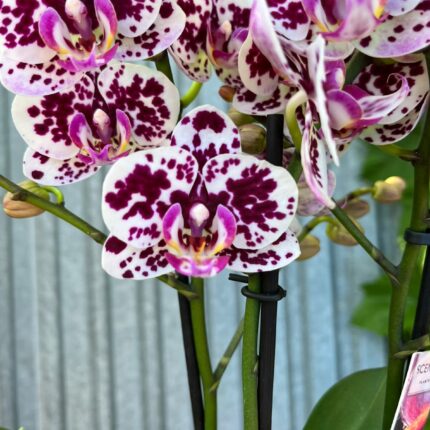 Phalaenopsis Elegant Julia | Storczyk bez pączków