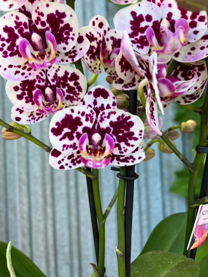 Phalaenopsis Elegant Julia | Storczyk bez pączków