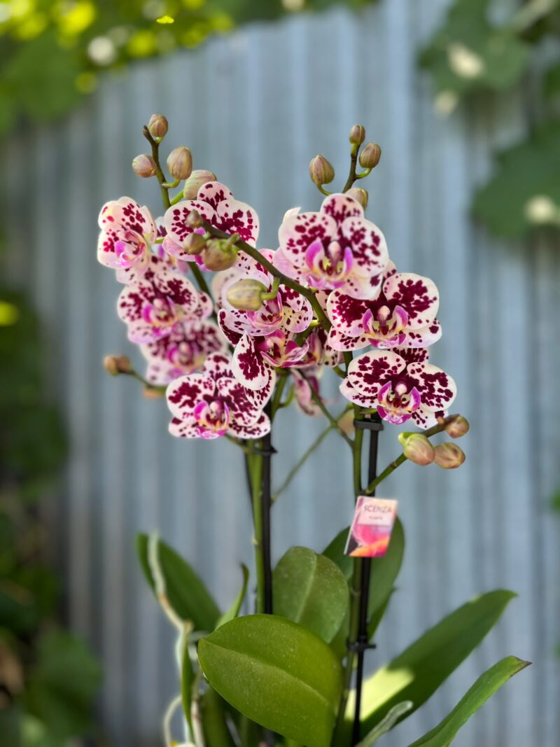 Phalaenopsis Elegant Julia | Storczyk bez pączków