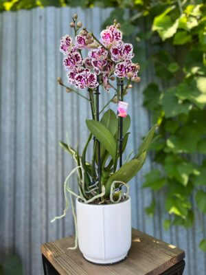 Phalaenopsis Elegant Julia | Storczyk bez pączków