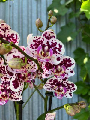 Phalaenopsis Elegant Julia | Storczyk bez pączków