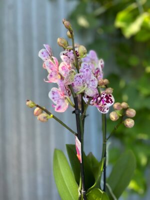 Phalaenopsis Elegant Julia | Storczyk bez pączków