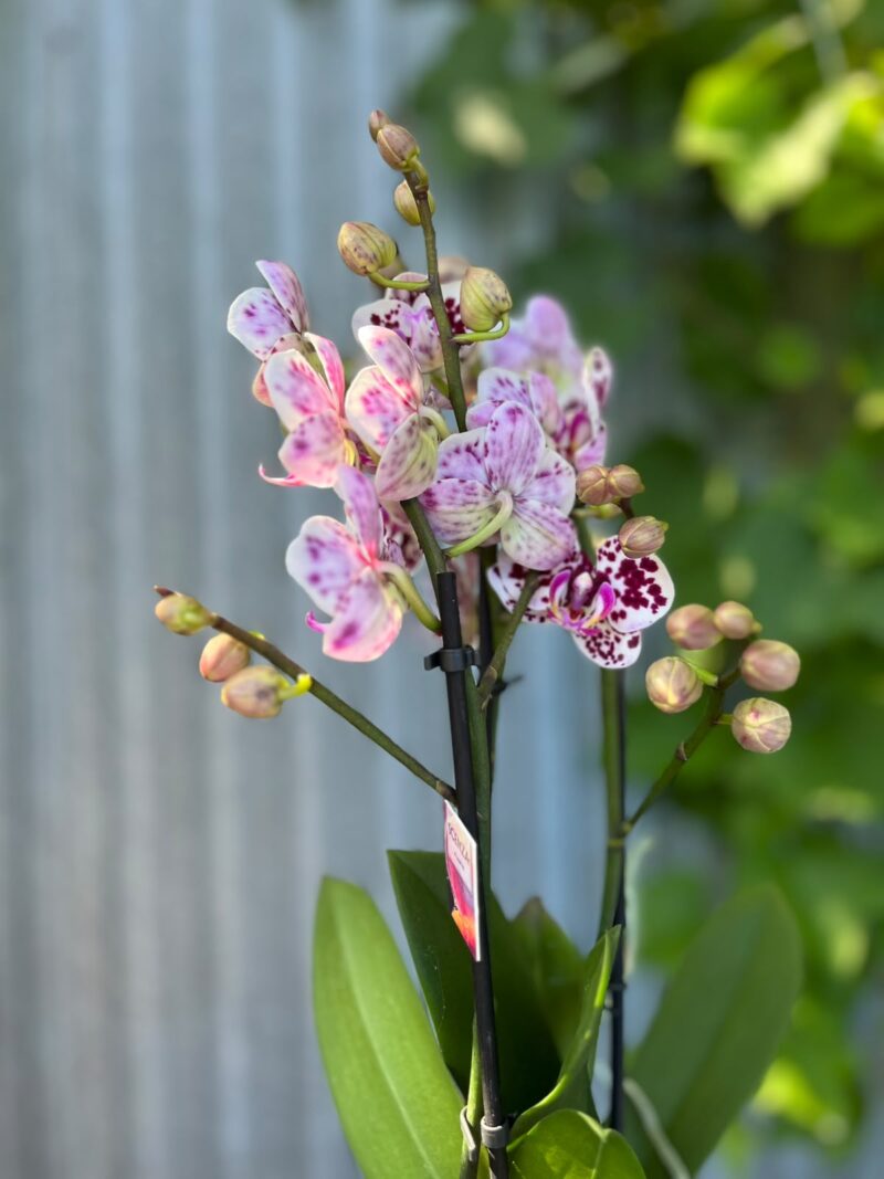 Phalaenopsis Elegant Julia | Storczyk bez pączków