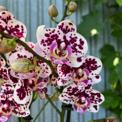 Phalaenopsis Elegant Julia | Storczyk bez pączków
