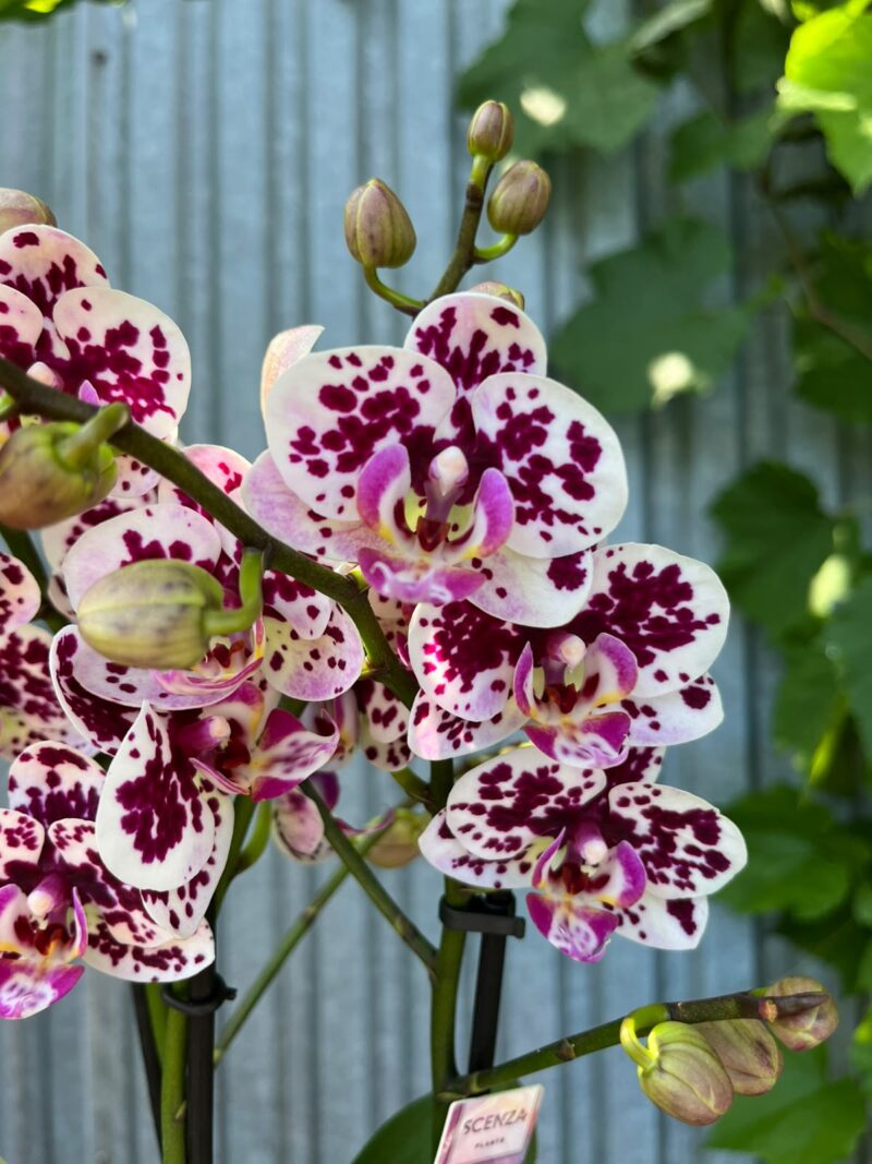 Phalaenopsis Elegant Julia | Storczyk bez pączków