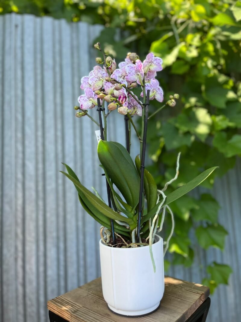 Phalaenopsis Elegant Julia | Storczyk bez pączków