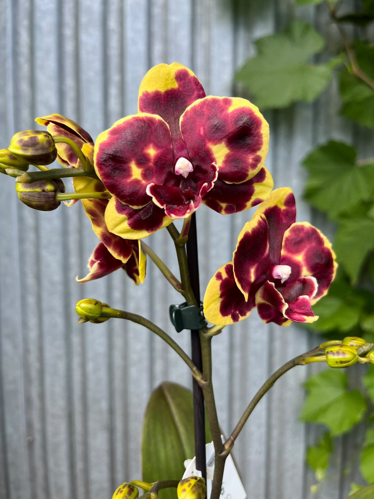 Phalaenopsis Black Snake Hybrid | Storczyk