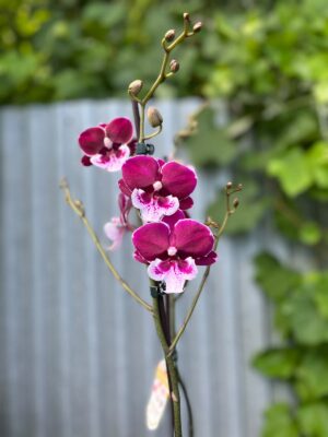 Phalaenopsis Limited 69 | Storczyk
