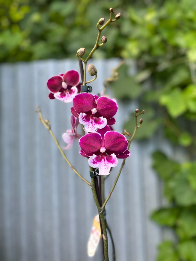 Phalaenopsis Limited 69 | Storczyk