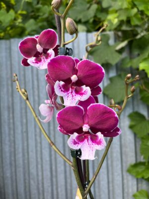 Phalaenopsis Limited 69 | Storczyk