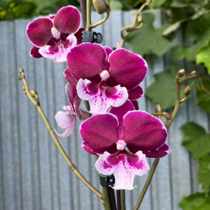 Phalaenopsis Limited 69 | Storczyk