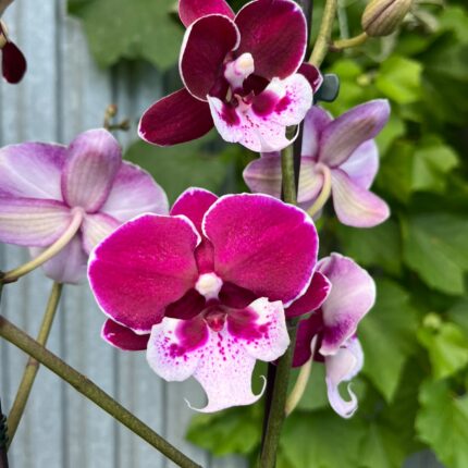 Phalaenopsis Limited 69 | Storczyk