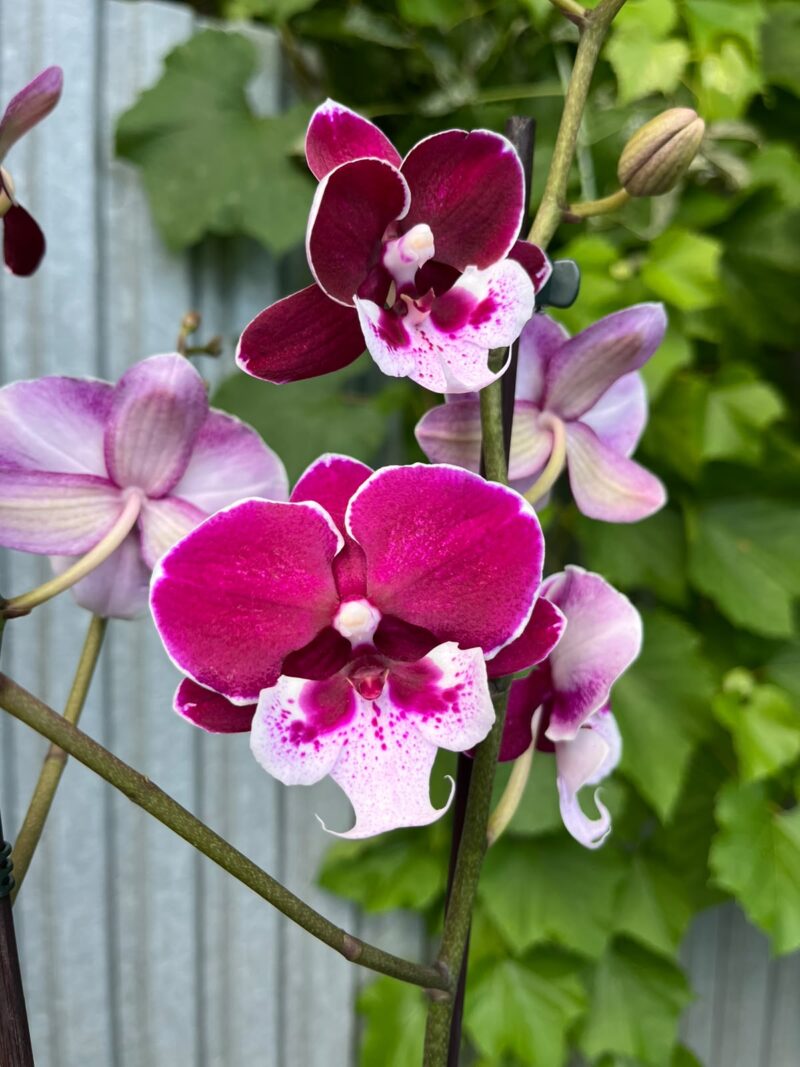 Phalaenopsis Limited 69 | Storczyk