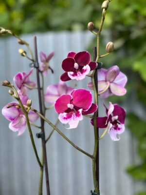 Phalaenopsis Limited 69 | Storczyk