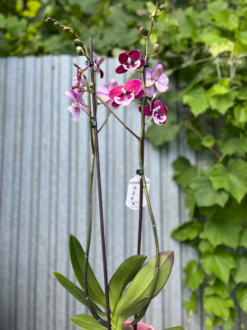Phalaenopsis Limited 69 | Storczyk