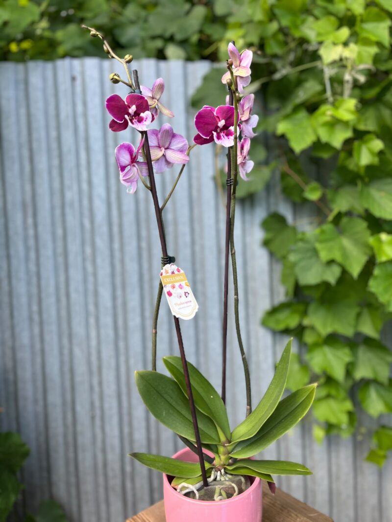 Phalaenopsis Limited 69 | Storczyk