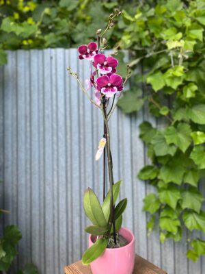 Phalaenopsis Limited 69 | Storczyk
