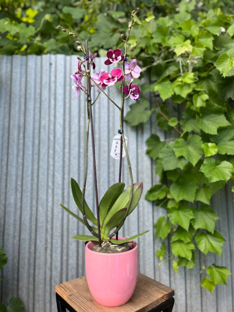 Phalaenopsis Limited 69 | Storczyk