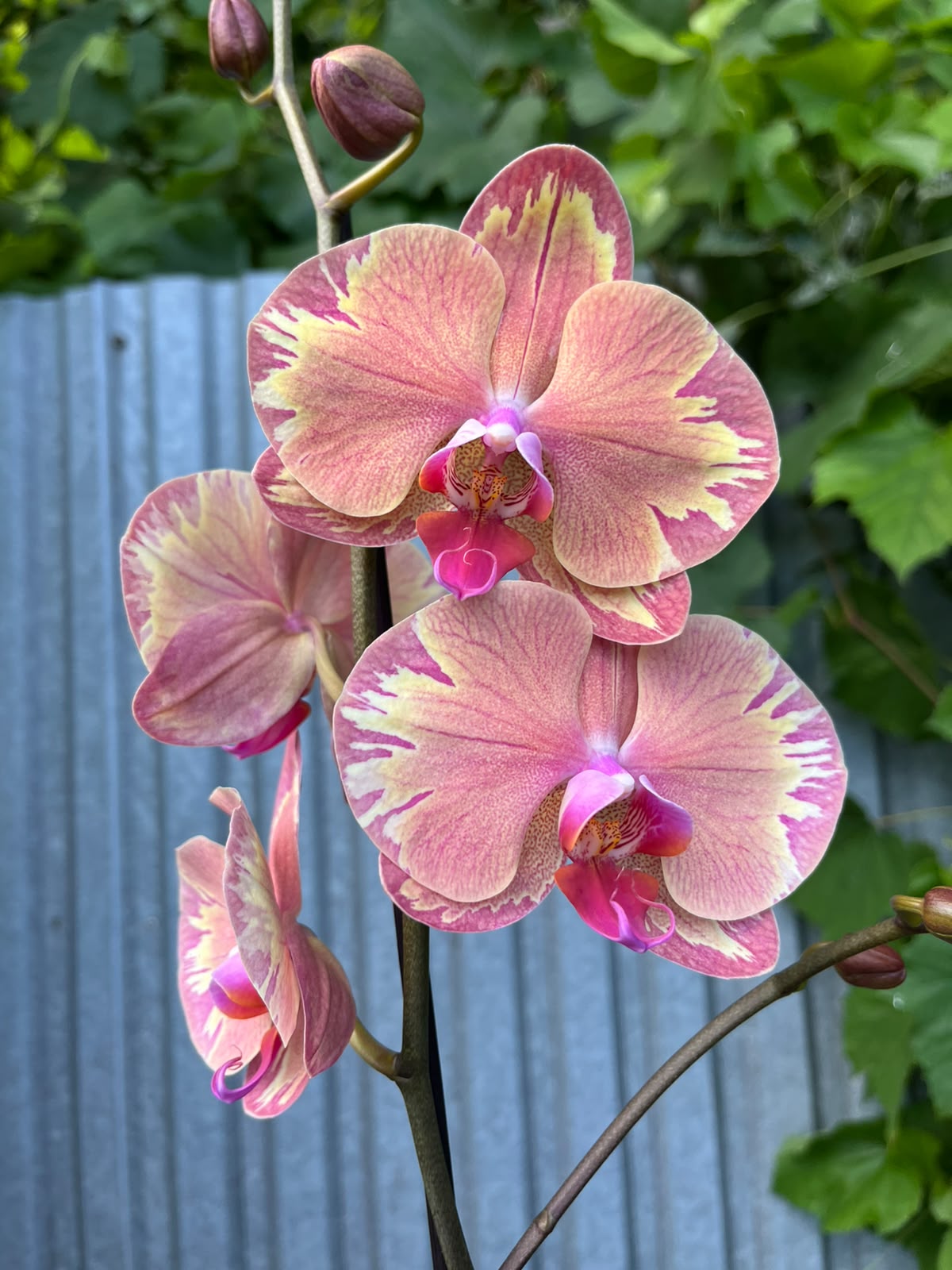 Phalaenopsis Limited 44 | Storczyk
