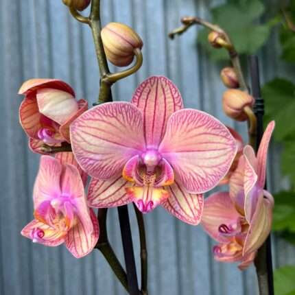 Phalaenopsis Limited 06 | Storczyk