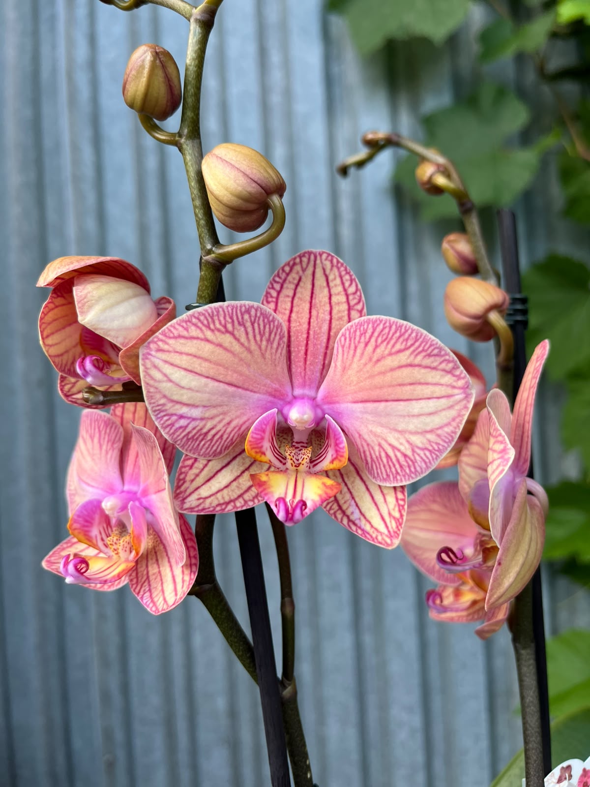 Phalaenopsis Limited 06 | Storczyk