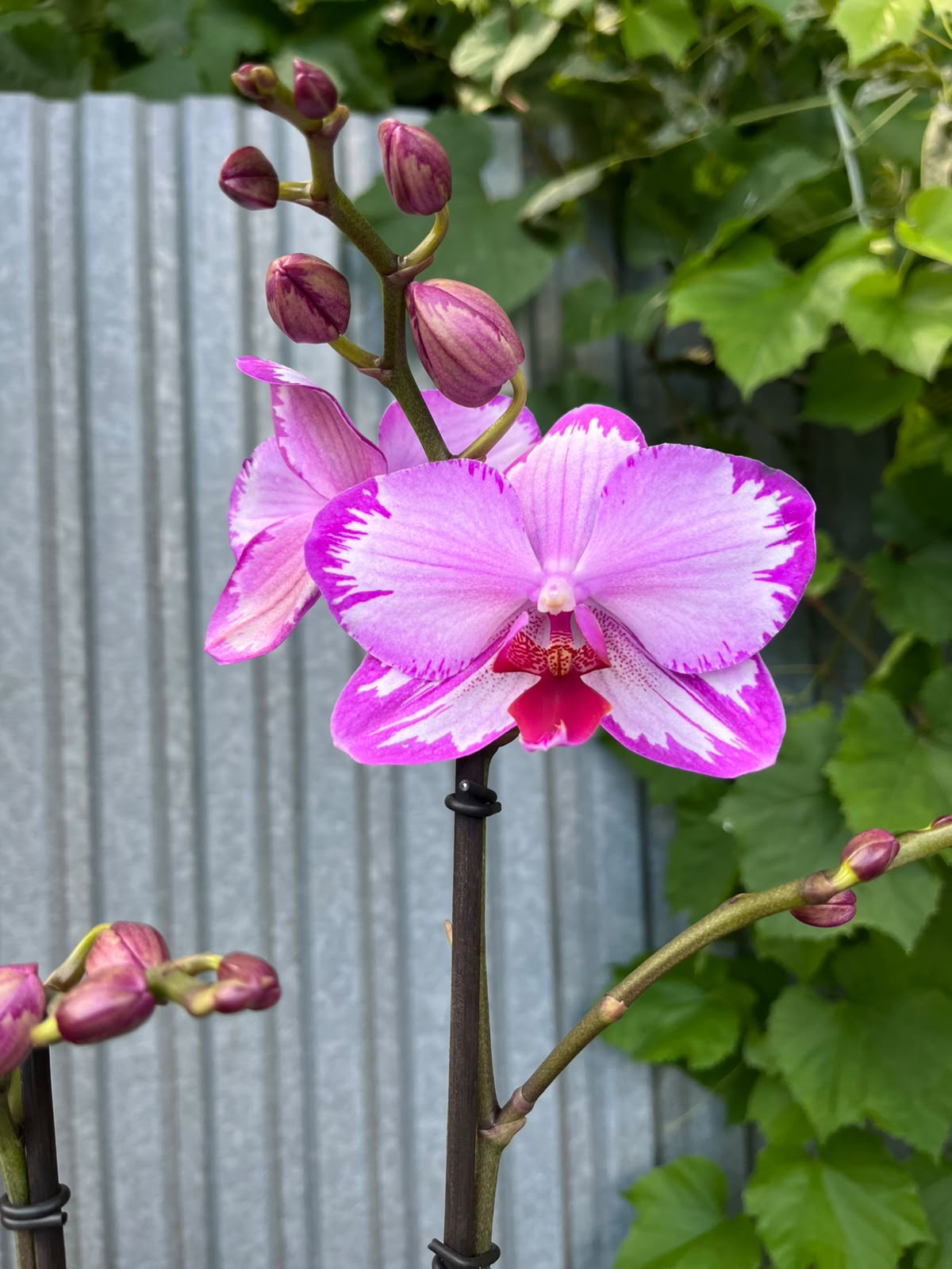 Phalaenopsis Toshi | Storczyk