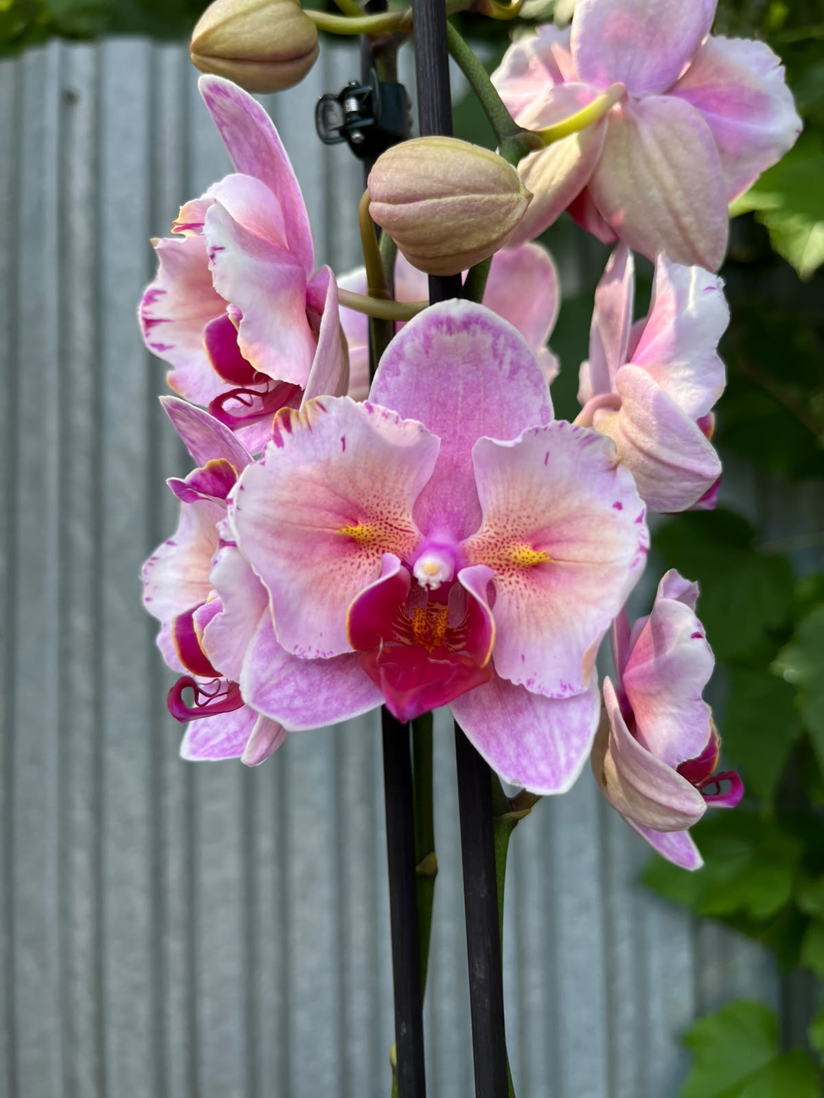 Phalaenopsis Princess Sakura Peloric | Storczyk