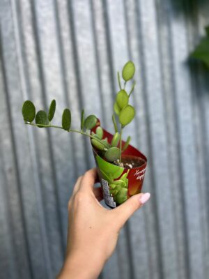 Xerosicyos Danguyi