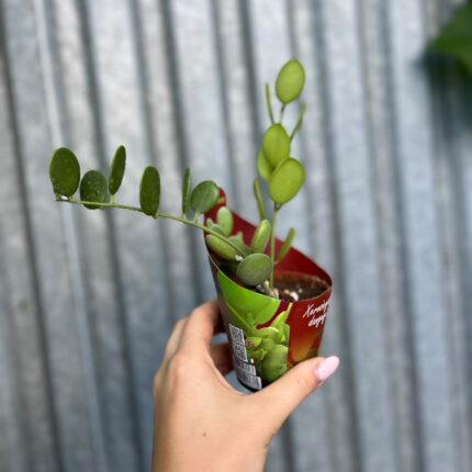 Xerosicyos Danguyi