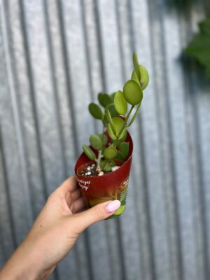 Xerosicyos Danguyi