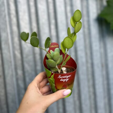 Xerosicyos Danguyi